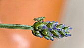 THE FROGHOPPER (PHILAENUS SPUMARIUS) IN ITS ADULT STAGE, ON A LAVENDER PLANT