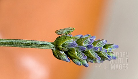 THE_FROGHOPPER_PHILAENUS_SPUMARIUS_IN_ITS_ADULT_STAGE_ON_A_LAVENDER_PLANT