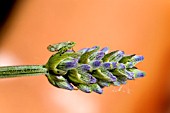 THE FROGHOPPER (PHILAENUS SPUMARIUS) IN ITS ADULT STAGE, ON A LAVENDER PLANT