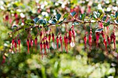 RIBES SPECIOSUM