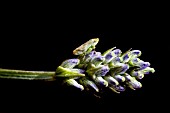 THE FROGHOPPER (PHILAENUS SPUMARIUS) IN ITS ADULT STAGE, ON A LAVENDER PLANT