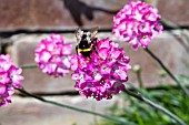 BUMBLE BEE ON ARMERIA MARITIMA SPENDENS