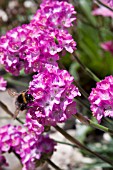 BUMBLE BEE ON ARMERIA MARITIMA SPENDENS