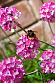 BUMBLE BEE ON ARMERIA MARITIMA SPENDENS