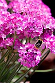 ARMERIA MARITIMA SPENDENS