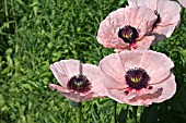 PAPAVER,  ORIENTALE JULIANE