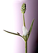 THE FROGHOPPER (PHILAENUS SPUMARIUS) IN ITS ADULT STAGE, ON A LAVENDER PLANT