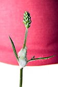 THE FROGHOPPER (PHILAENUS SPUMARIUS) IN ITS ADULT STAGE, ON A LAVENDER PLANT IN SPRING