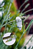 THE FROGHOPPER (PHILAENUS SPUMARIUS) IN ITS NYMPH STAGE, ON A LAVENDER PLANT. IT RESEMBLES THE ADULT BUT WITHOUT WINGS AND MOSTLY GREEN