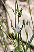 FROGHOPPER PRODUCED CUCKOO SPIT ON A LAVENDER PLANT