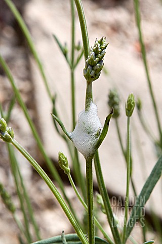 FROGHOPPER_PRODUCED_CUCKOO_SPIT_ON_A_LAVENDER_PLANT