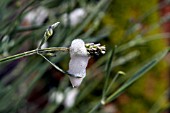 FROGHOPPER PRODUCED CUCKOO SPIT ON A LAVENDER PLANT