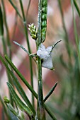 FROGHOPPER PRODUCED CUCKOO SPIT ON A LAVENDER PLANT