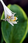 HOSTA ALVATINE TAYLOR