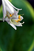 HOSTA ALVATINE TAYLOR