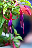 FUCHSIA GENII