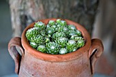 SEMPERVIVUM ARACHNOIDEUM