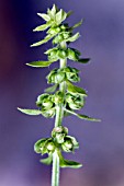 OCIMUM BASILICUM, FLOWERING