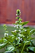 OCIMUM BASILICUM, FLOWERING