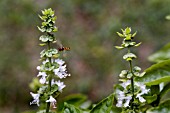 OCIMUM BASILICUM, FLOWERING