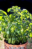 OCIMUM BASILICUM, GROWING IN A POT AND ABOUT TO FLOWER