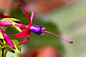 A HARDY FUCHSIA SHRUB, GENII