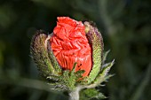 PAPAVER,  ORIENTALE GOLIATH GROUP,  IN BUD
