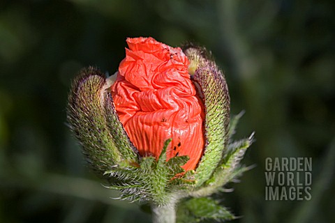 PAPAVER__ORIENTALE_GOLIATH_GROUP__IN_BUD