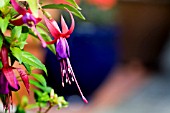 A HARDY FUCHSIA SHRUB, GENII