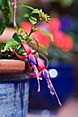 A HARDY FUCHSIA SHRUB, GENII