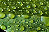 MAGNOLIA LEAF WITH WATER DROPLETS