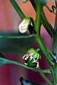 CAPSICUM BELL BOY F1