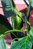 CAPSICUM BELL BOY F1