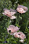 PAPAVER,  ORIENTALE JULIANE