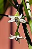 CAPSICUM ANNUUM SWEET HUNGARIAN IN FLOWER