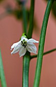 CAPSICUM ANNUUM SWEET HUNGARIAN IN FLOWER