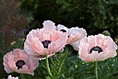 PAPAVER,  ORIENTALE JULIANE