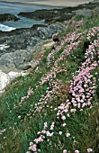 ARMERIA MARITIMA,  PINK, FLOWERS, WHOLE, PLANT