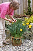 LADY DEADHEADING NARCISSUS REMBRANDT IN CONTAINER