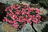 RHODODENDRON WEE BEE,  PINK, FLOWERS, WHOLE, PLANT