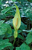 ARUM MACULATUM,  FLOWER, WHOLE, PLANT