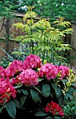 RHODODENDRON GERMANIA,  PINK, FLOWERS, WHOLE, PLANT
