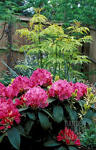 RHODODENDRON_GERMANIA__PINK_FLOWERS_WHOLE_PLANT