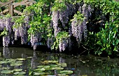 WISTERIA FLORIBUNDA MULTIJUGA,  RHS WISLEY MAYWATERSIDE OVERHANGING.