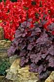 HEUCHERA PLUM PUDDING WITH RHODODENDRON VUYKS SCARLET,  SURREY MAY