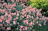 HELIANTHEMUM,  WISLEY PINK,  MASS OF FLOWERS