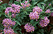 SOLANUM CRISPUM,  GLASNEVIN,  CHILEAN POTATO TREE,   FLOWERS AND FOLIAGE