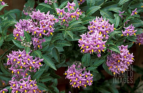 _SOLANUM_CRISPUM__GLASNEVIN__CHILEAN_POTATO_TREE___FLOWERS_AND_FOLIAGE