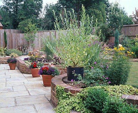 SALIX_ALBA_GOLDEN_NESS_IN_TUB