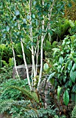 BETULA UTILIS VAR. JAQUEMONTII WITH FERNS AT RHS ROSEMOOR IN JUNE.